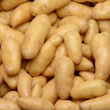 POMME DE TERRE FINE DE RATTE vrac 1 kg environ