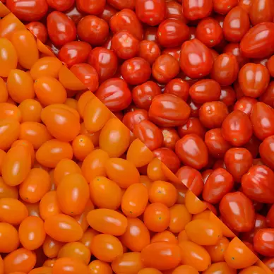 Tomate cerise, segment Les cerises allongées, catégorie Extra, France,colis, 1kg