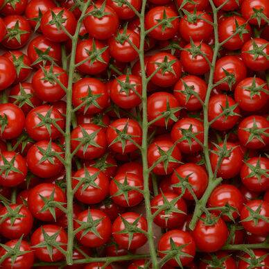 TOMATE COKTAIL GRAPPE vrac 1 kg environ