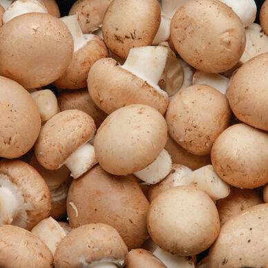 CHAMPIGNON CREME 1 kg environ