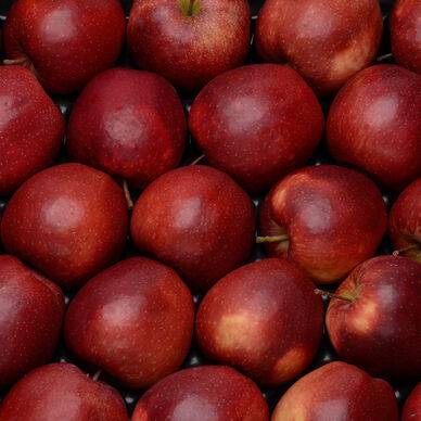 Pomme Coop 43 Juliet, BIO, calibre 115/150, catégorie 1, France, sachet 1,5kg