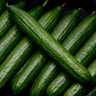 Concombre, BIO, calibre 400/500g, Espagne, la pièce